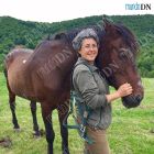 Caballos en el bosque 